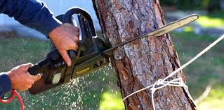 Best Tree Preservation Services  in Woodbine, IA