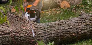Best Lawn Maintenance Plans  in Woodbine, IA