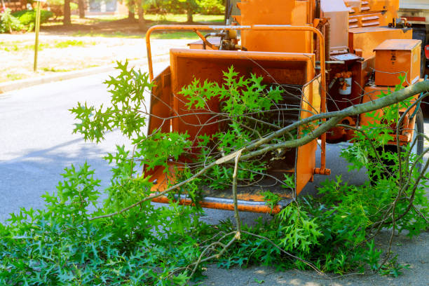 Best Arborist Consultation Services  in Woodbine, IA