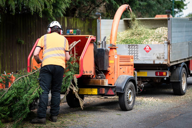 Best Leaf Removal  in Woodbine, IA