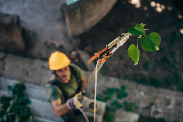 Best Commercial Tree Services  in Woodbine, IA