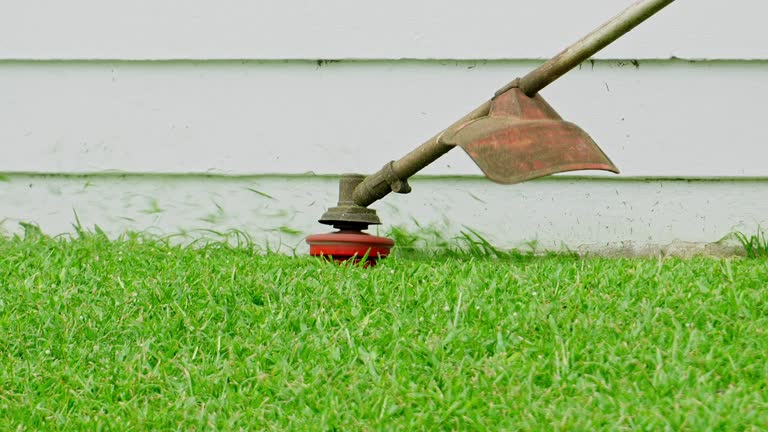 Reliable Woodbine, IA Tree Services Solutions