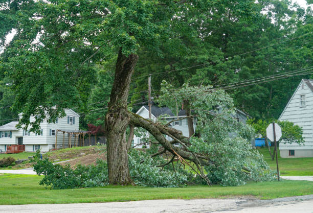 Best Tree Risk Assessment  in Woodbine, IA