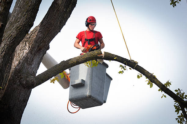 Best Tree Mulching  in Woodbine, IA